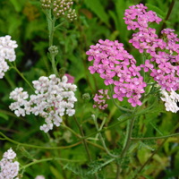 Achillea millefolium 'Summer Pastels Mix'
